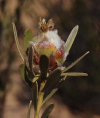 Leucadendron nitidum