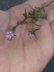 Spergularia rubra