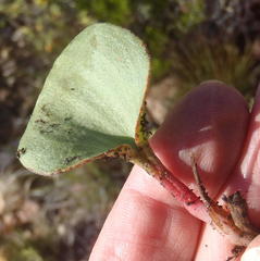 Eriospermum cordiforme