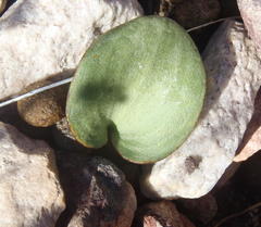 Eriospermum cordiforme