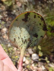 Eriospermum cordiforme