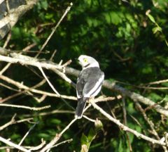 Prionops plumatus poliocephalus