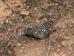 Caprona agama