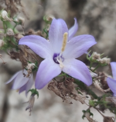 Campanula austroadriatica