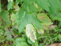 Calycomyza artemisiae