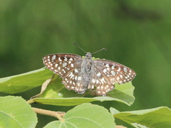 Caprona agama