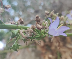 Campanula austroadriatica