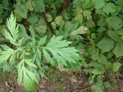 Calycomyza artemisiae