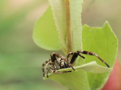 Stegodyphus pacificus