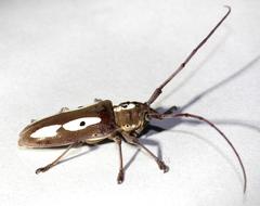 Prosopocera paykulli