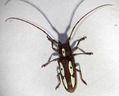 Prosopocera paykulli