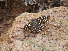 Caprona agama