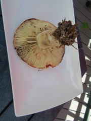 Russula dissimulans