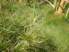 Agrostis canina