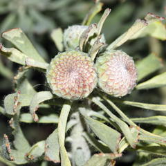 Leucospermum tomentosum