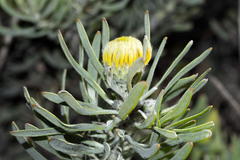 Leucospermum tomentosum