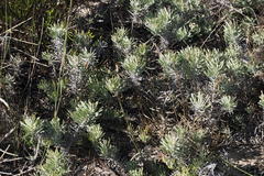 Leucospermum tomentosum