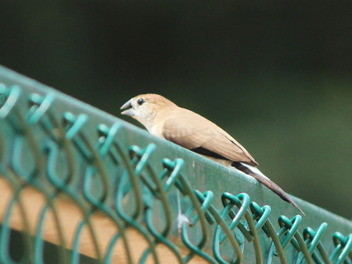 Indian Silverbill
