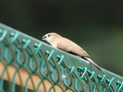 Indian Silverbill photo 3