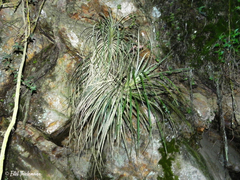 Fascicularia bicolor