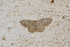 Idaea libycata