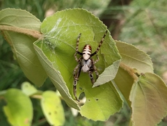 Stegodyphus pacificus