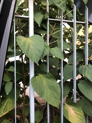 Magnoliopsida