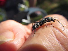 Obscuropterus melanargyrea