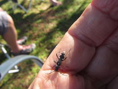 Obscuropterus melanargyrea