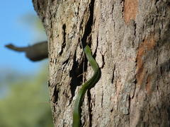 Philothamnus natalensis