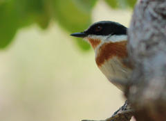 Batis capensis hollidayi