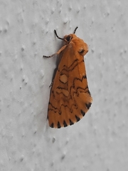 Chrysoecia dela