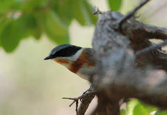 Batis capensis hollidayi