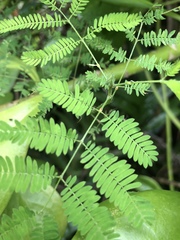 Desmanthus pernambucanus