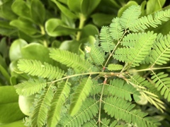 Desmanthus pernambucanus