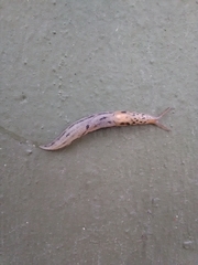 Limax maximus