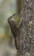 Xiphocolaptes albicollis