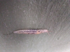 Limax maximus