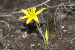 Empodium veratrifolium