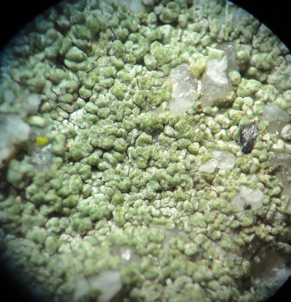 Aspicilia angelica