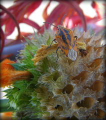 Agonoscelis venosa