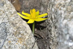 Empodium veratrifolium