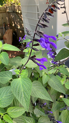 Salvia concolor