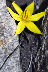 Empodium veratrifolium