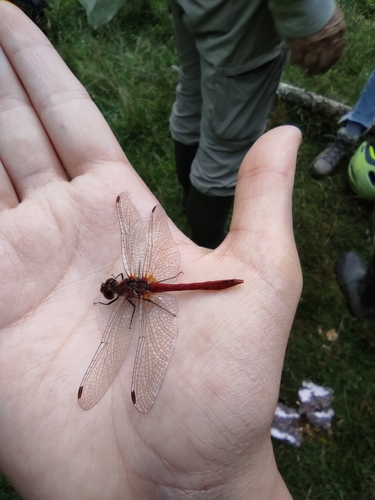Ruddy Darter photo 5