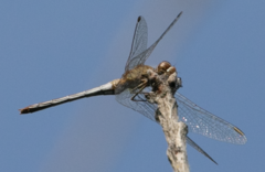 Sympetrum meridionale