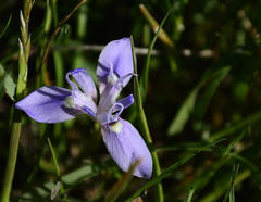 Moraea australis