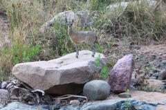 Oreotragus oreotragus transvaalensis
