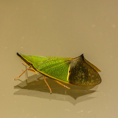 Odontoptera spectabilis