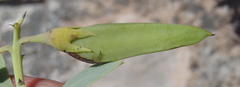 Rafnia elliptica